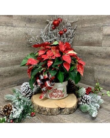 Small Poinsettia Flower Arrangement