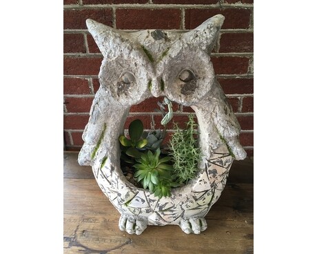 Mosaic Owl Succulent Garden Plant