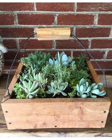Large Wooden Succulent Garden Plant