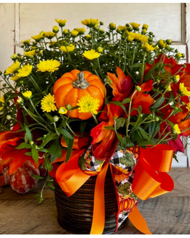 Decorative Potted Mum Plant
