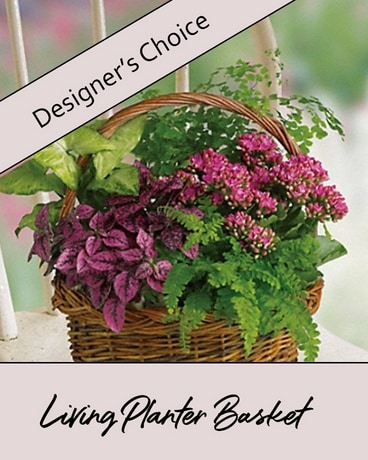 Designer's Choice Plants Flower Arrangement