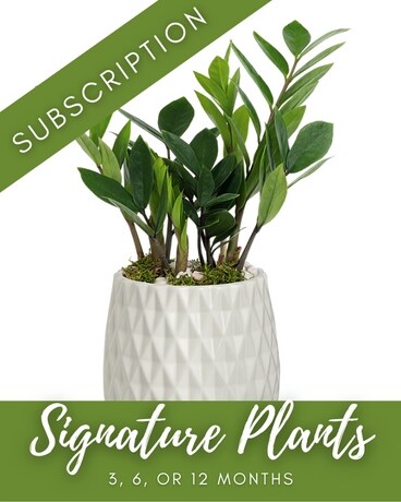Designer's Choice Signature Plants Flower Arrangement