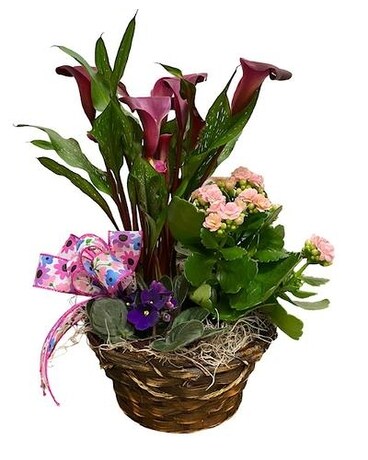 Blooming Garden Plant