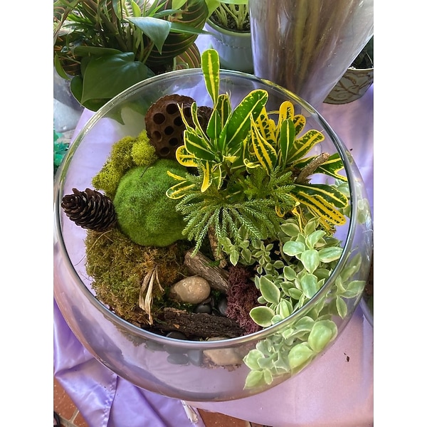 buy philodendron online Buy Rare Philodendron Mayoi Indoor Plant Online main image 1