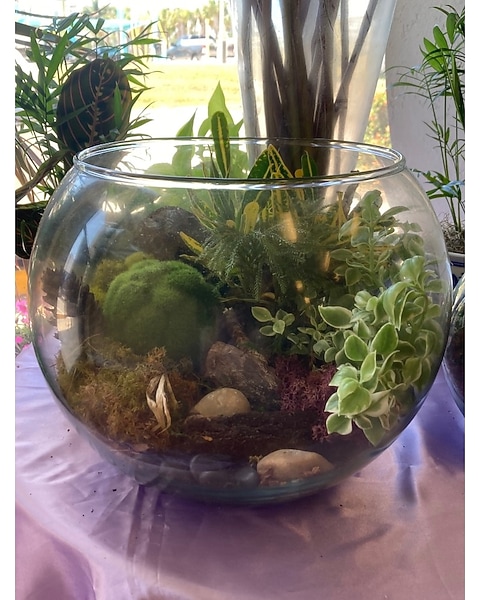 devil's eye plant Echinodorus Devil Eye Amazon Sword Easy Beginner Aquarium Plant – Glass Aqua main image 0
