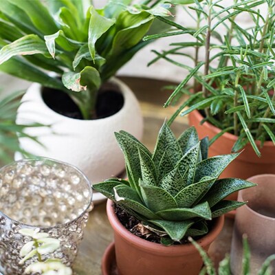 Plants & Botanicals