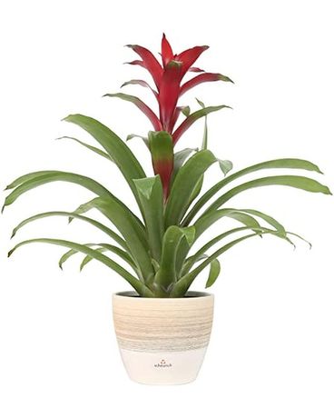 Bromeliad Flower Arrangement