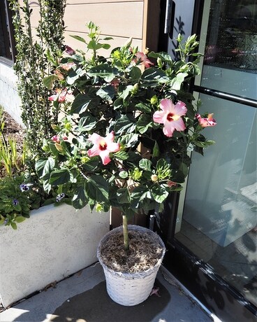 Hibiscus topiary Flower Arrangement