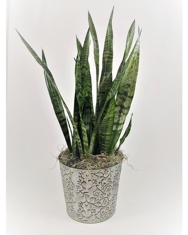 Retro Snake Plant Flower Arrangement