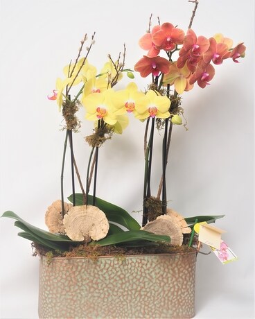 Stunning Multiple Regal Orchid with Colors Plant