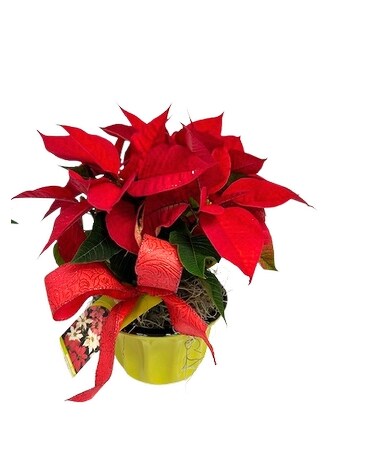 Mini Poinsettias Trio Flower Arrangement