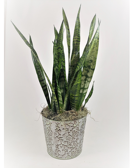 Standard 10" Pot size,  inches height and  inches wide.