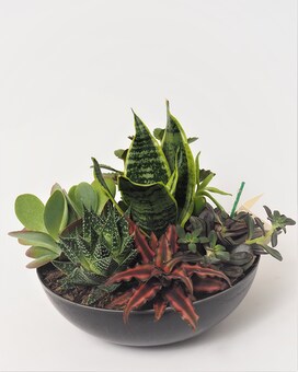 Succulent Gardens