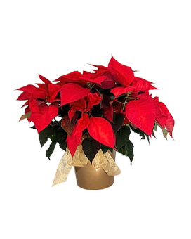 Large Double  Poinsettia Flower Arrangement