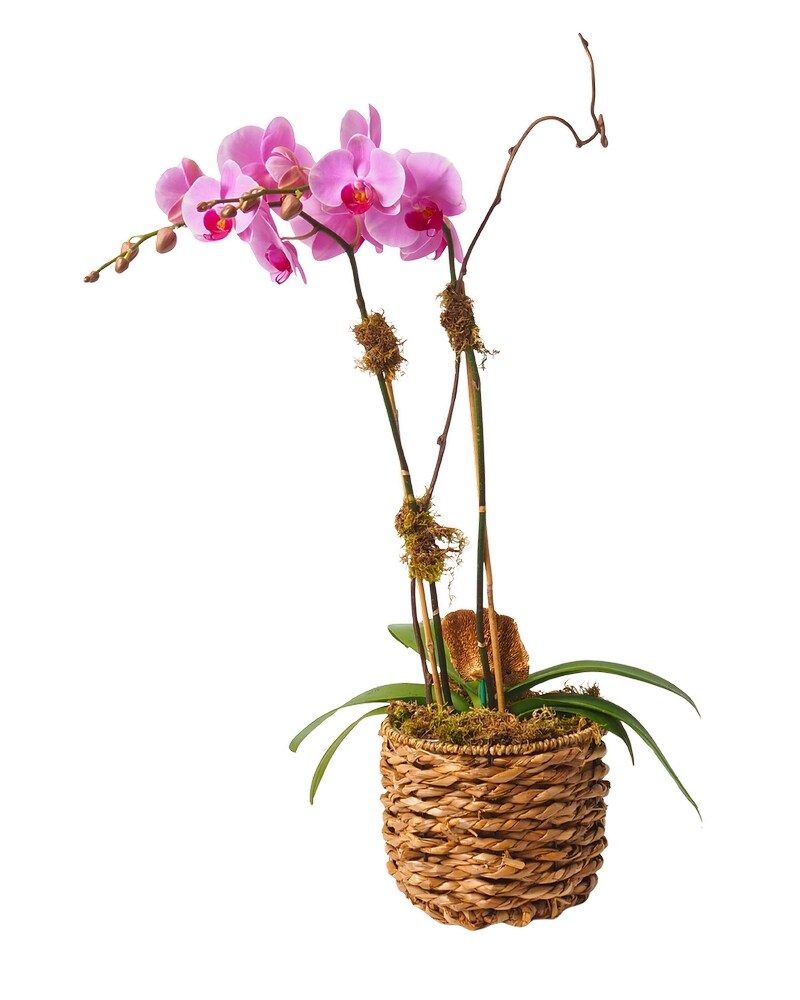 Double Colored Orchid Plant-In Chunky Woven Basket in Charleston Double Colored Orchid Plant-In Chunky Woven Basket in Charleston