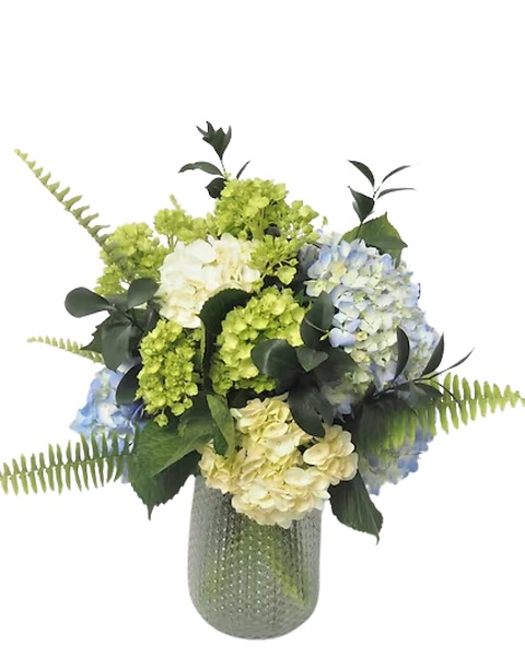 Fresh White Hydrangea Plant In 6 Inch Pot, Live Indoor Flowering Plant