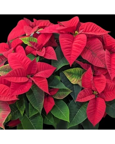 Red Poinsettia Plant
