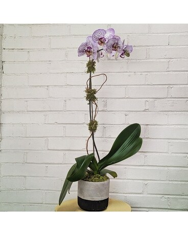 Striped Purple Plant