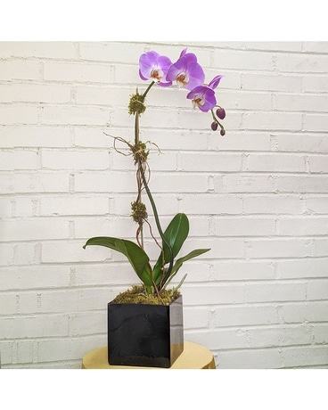 Iridium Orchid Plant