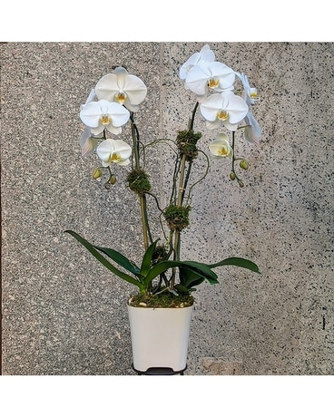 Cascading White Orchid Phalaenopsis Flower Arrangement