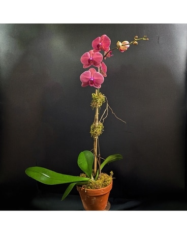 Coral Orchid Plant