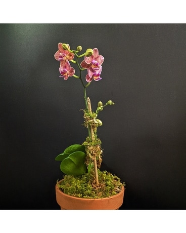 Striped Coral Phal Plant