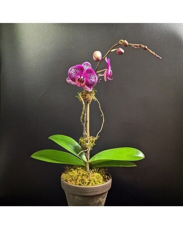 Phalaenopsis Purple Flower Arrangement