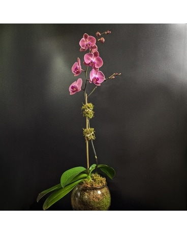 Phalaenopsis Lilac Plant