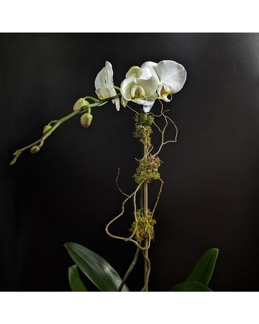 Phal White Plant