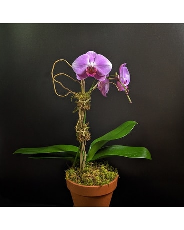 Lilac Phal Plant