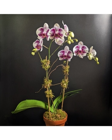 Striped Purple Plant