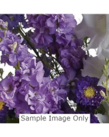 Boyd's Designer's Choice size,  inches height and  inches wide.