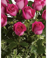 Dark Pink - 24 size,  inches height and  inches wide.