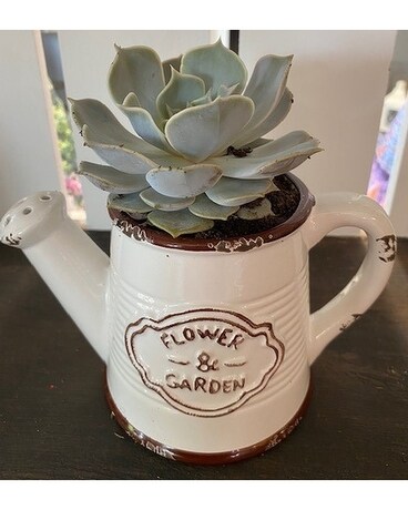 Succulents in a Gift- Watering Can Gifts