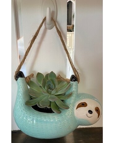 Succulents in a Gift- Blue Sloth Plant
