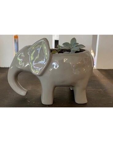 Succulents in a Gift- Small Grey Elephant Plant