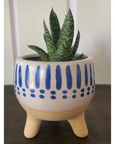 Succulents in a Gift- White & Navy Gifts