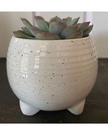 Succulents in a Gift-- White Speckled Gifts