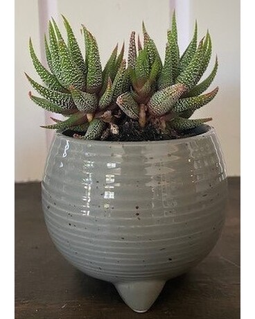 Succulents in a Gift- Grey Speckled Gifts