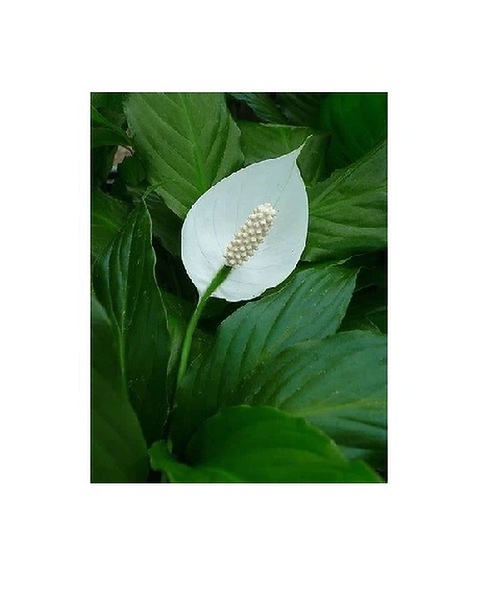 red spider lily seeds 20Pcs Japanese Red Spider Lily / Higanbana Flower Seeds – Passion For  Plantation main image 0