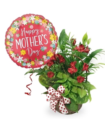 Mother's Day Basket Dish Garden Plant