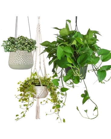 Hanging House Foliage Flower Arrangement