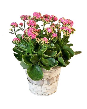 Blooming Kalanchoe Flower Arrangement