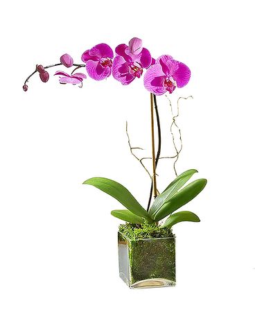 Natural Orchid Plant