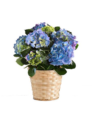 potted hydrangea Flower Arrangement
