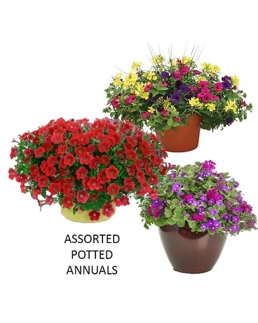 Assorted Potted Annuals Plant