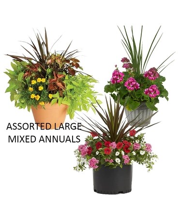 Assorted Large Patio Pots Plant
