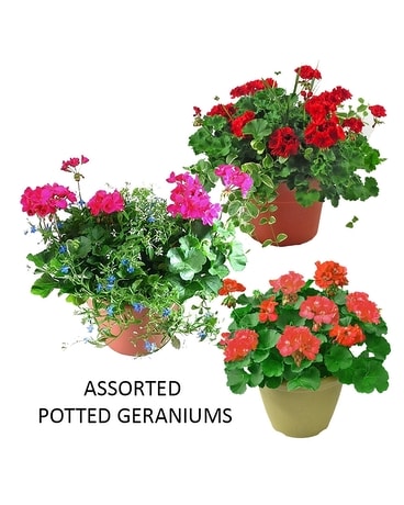 Potted Geraniums Plant