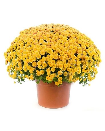 Potted Hardy Mums Plant