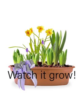 Bulb Garden (small)